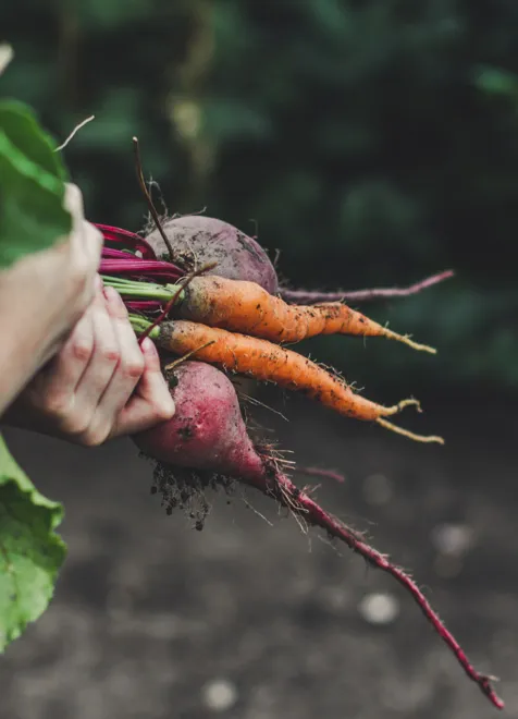 Agricultura Ecológica